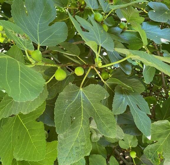 ペンション La Maison Dans La Forêt