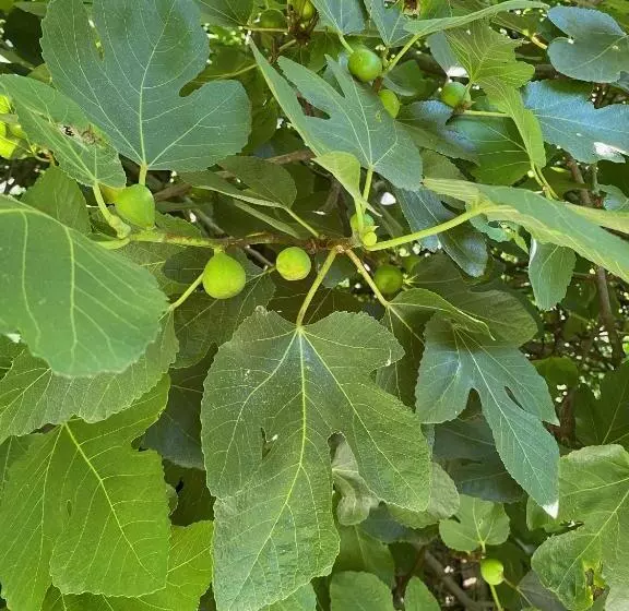 Majatalo La Maison Dans La Forêt