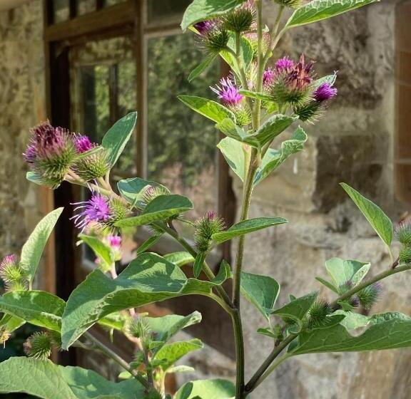 ペンション La Maison Dans La Forêt