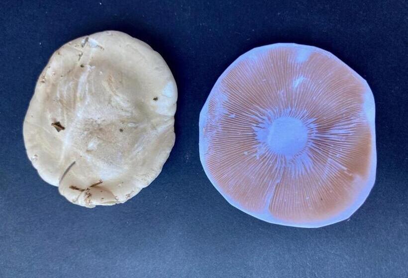 ペンション La Maison Dans La Forêt