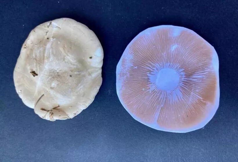 Majatalo La Maison Dans La Forêt