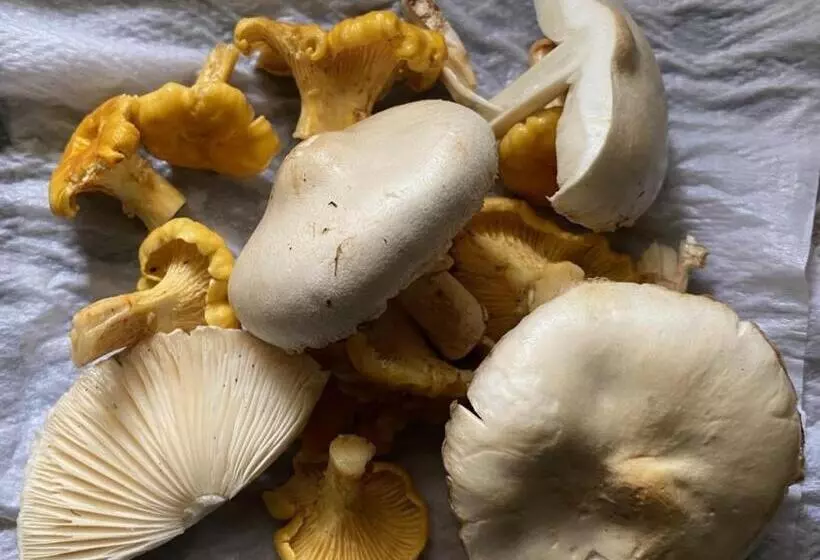 Majatalo La Maison Dans La Forêt