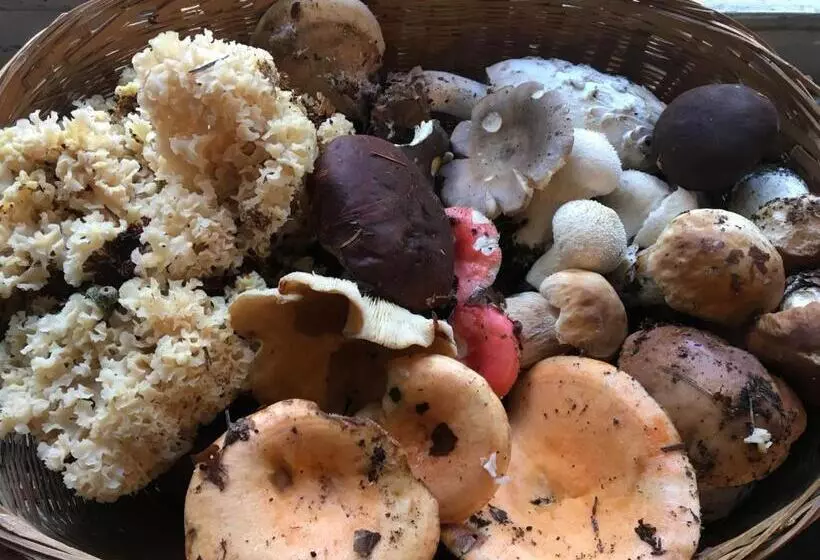 Majatalo La Maison Dans La Forêt