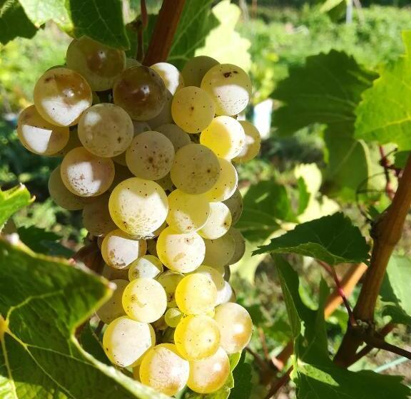 פנסיון Wein Und Gästehaus Lentes