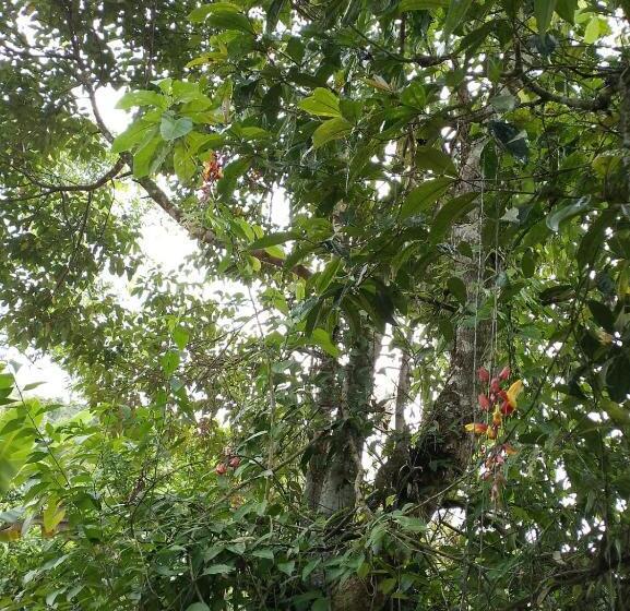 Hostería San Luis Mindo