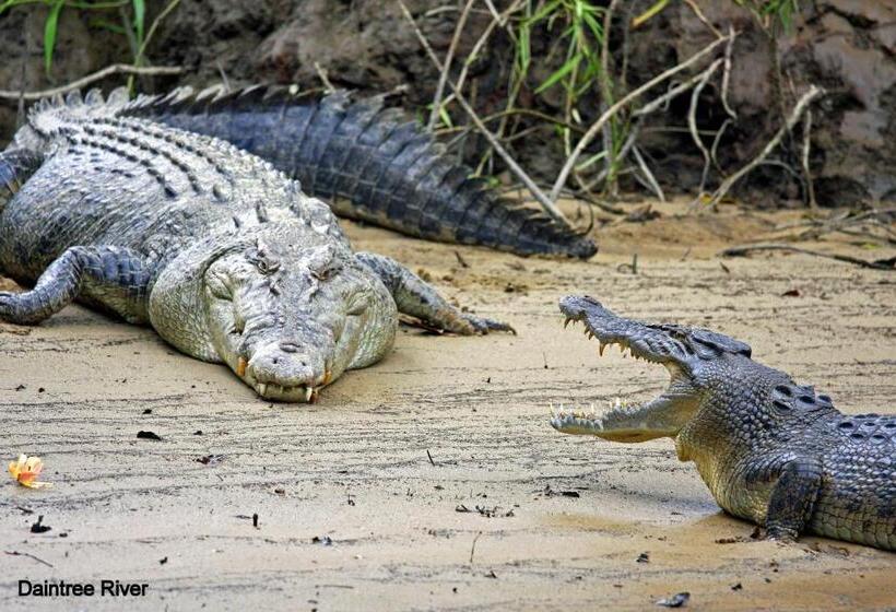 בית מלון כפרי Daintree Riverview Lodges