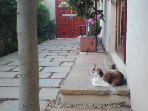 بنسيون Calico Guest House