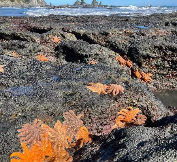 Aamiaismajoitus (B&B) View With A Room Nz   Boutique Beachfront Accommodation On The Great Coast Road