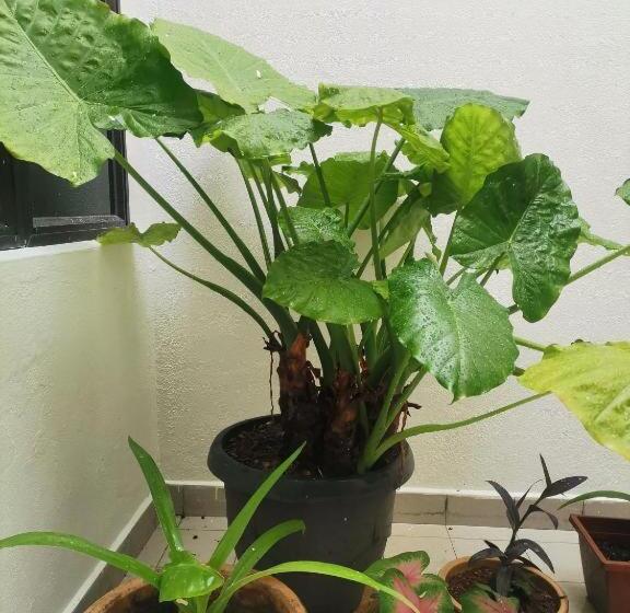 Pension (Hôtel basse catégorie) Ebh Inn