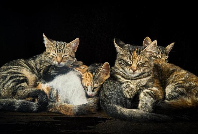 Hostel Wolf Totem Mountain Top Dream Villa