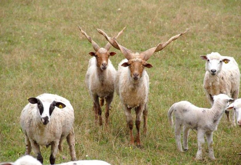 هتل Eko Selo Kostunici