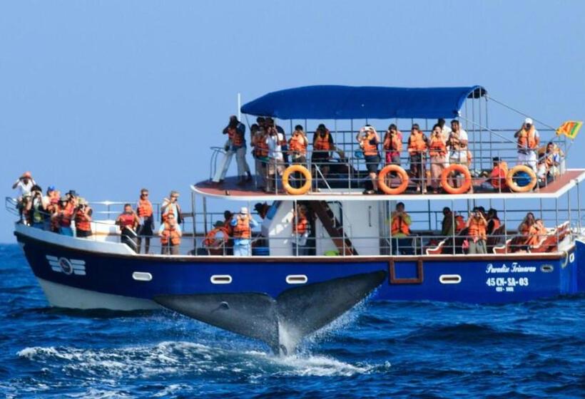 פנסיון The Paddocks Inn