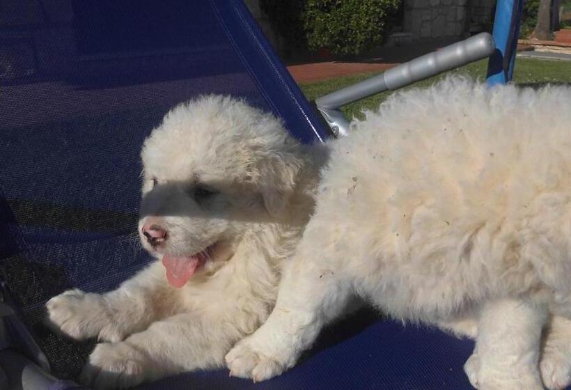 Отель Agriturismo La Castellina