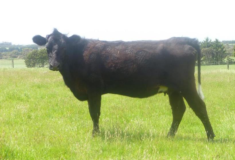 Karingal Homestead B&b