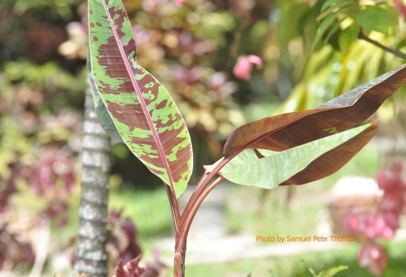 Majatalo Samise Villa