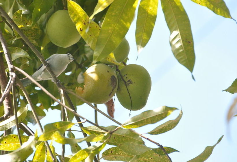 Majatalo Samise Villa
