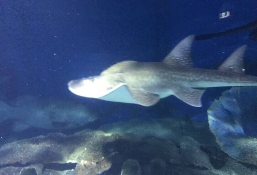 Staycentral   Spacious Seaviews Port Melbourne