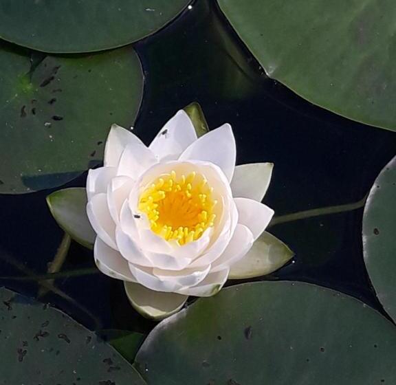 Otel Ferienpension Garni Hubert Rigelnik