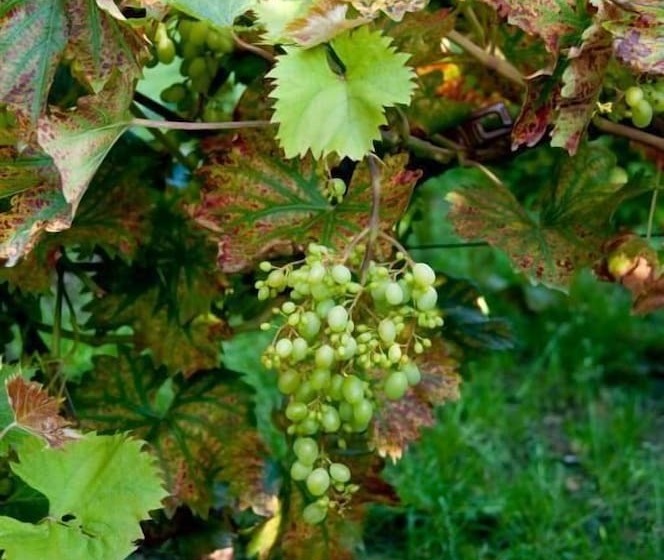 בית מלון כפרי Gasthof Kapelhof