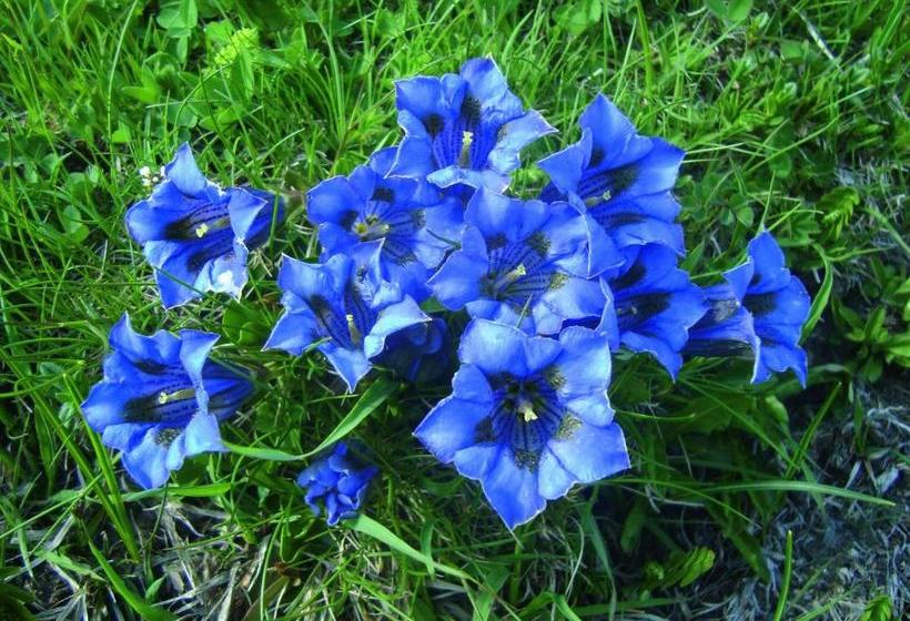 호텔 Gasthof Geierwallihof