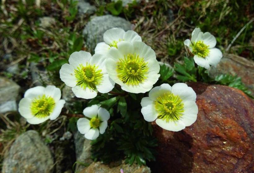 호텔 Gasthof Geierwallihof