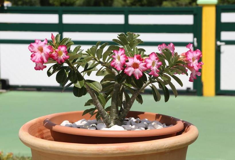 هتل Les Palmes Du Moulin