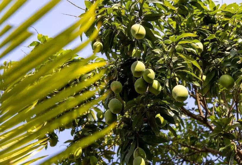 تختخواب و صبحانه Kampot Cabana