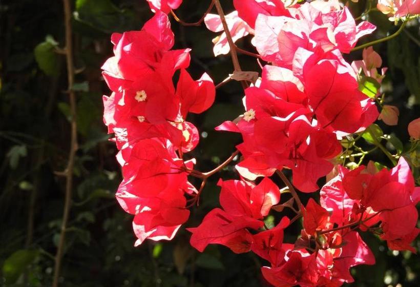 Magnolia Pine Bed & Breakfast