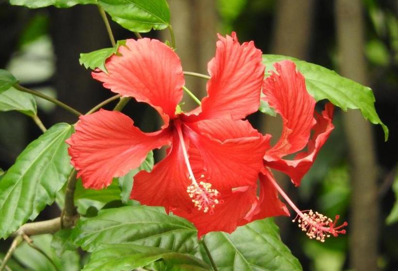 Magnolia Pine Bed & Breakfast