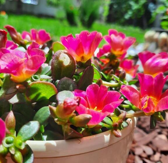 酒店 Albatros 2 Family