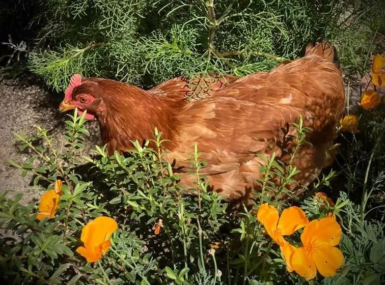 Aamiaismajoitus (B&B) Chambres Et Tables D Hôtes   Les Ateliers De Pontajou   Pèlerin Navette Gratuite à Saugues