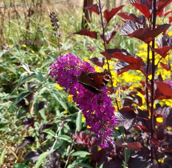 ベッドアンドブレックファースト Cabane La Tête Dans Les étoiles