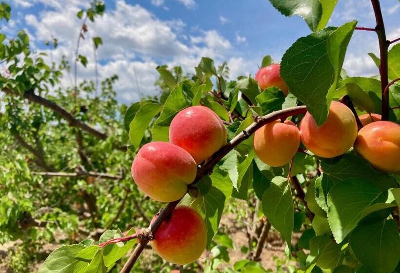 مبيت وإفطار Villa Torre Macastre, Valencia