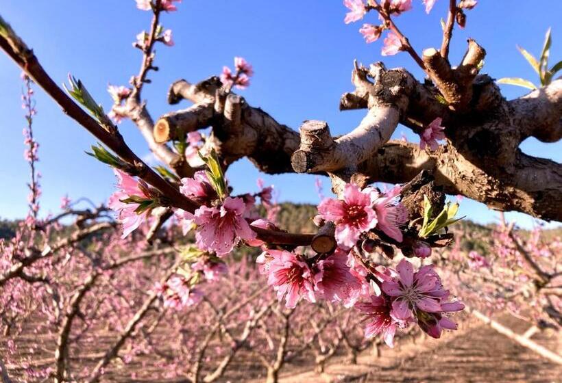 مبيت وإفطار Villa Torre Macastre, Valencia