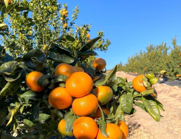 مبيت وإفطار Villa Torre Macastre, Valencia