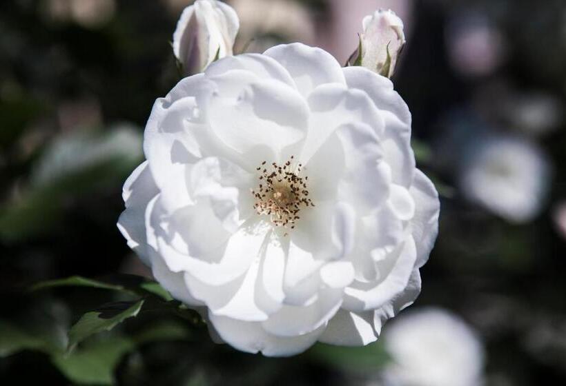 تختخواب و صبحانه Villino Di Porporano