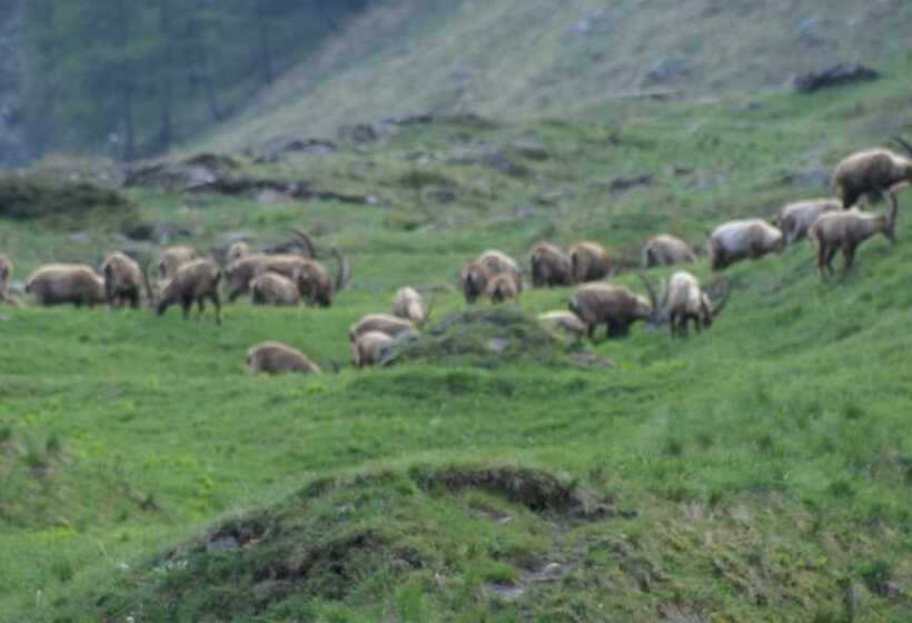 فندق Albergo Boule De Neige