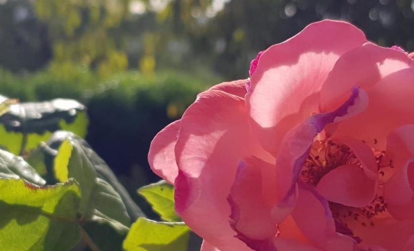 Guest House B&b Pietra Bianca