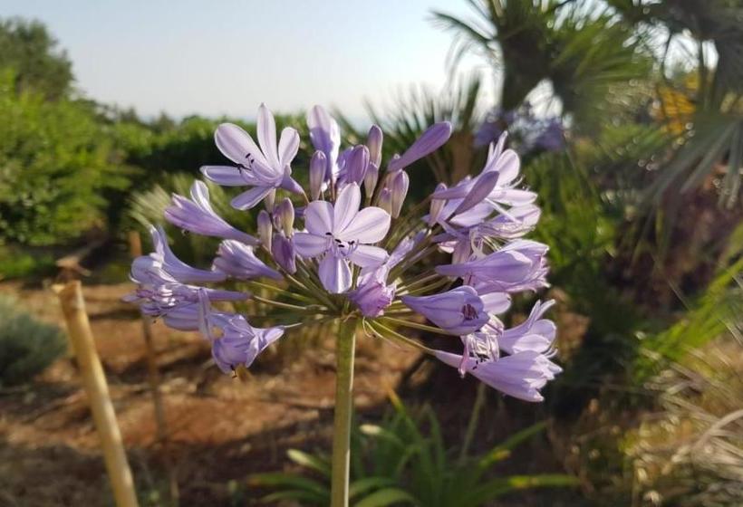 Guest House B&b Pietra Bianca