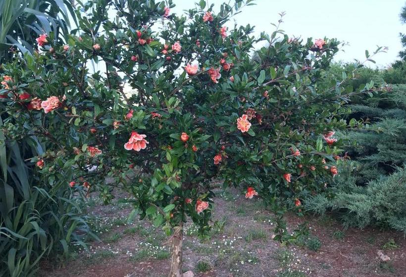 Guest House B&b Pietra Bianca