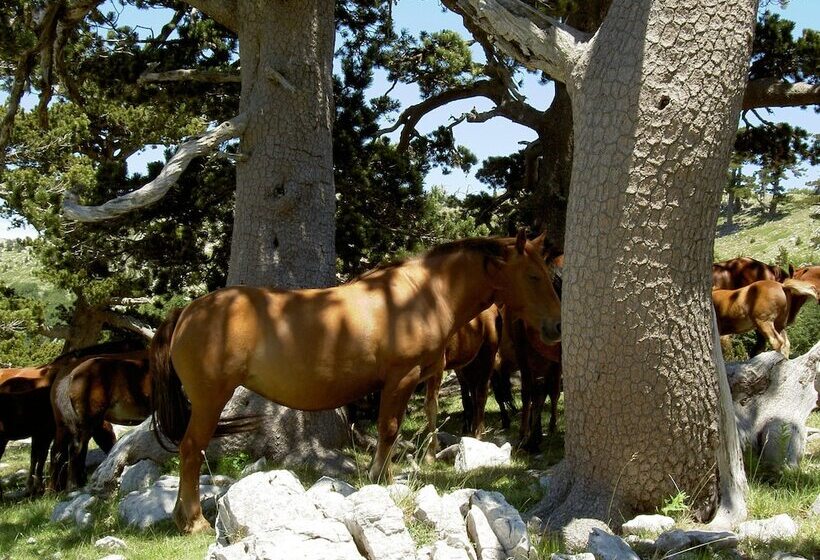 ホテル Sette E Mezzo