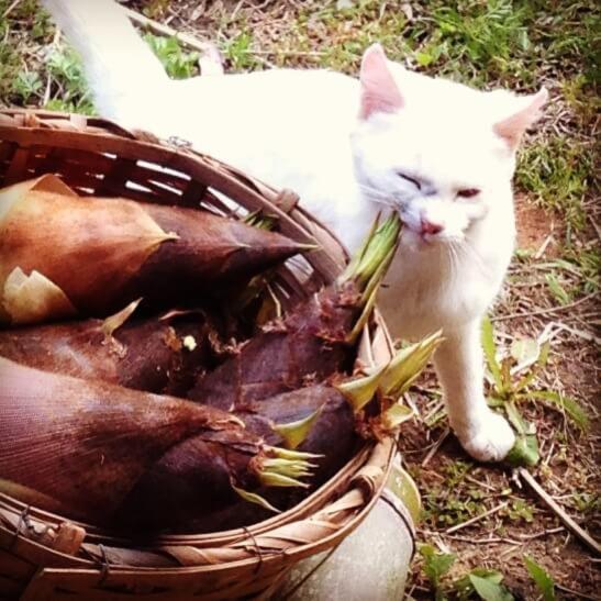 膳宿费 標高400メートル古民家一棟貸しナノビレッジ岡山