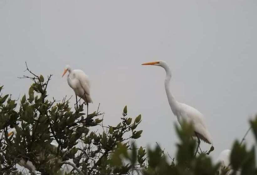 Urantia Beach Hostel & Camping