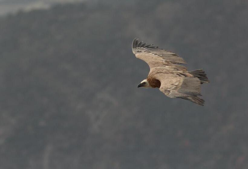 Общежитие Gite D étape De Roquefixade