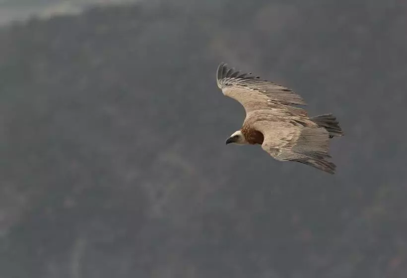 Retkeilymaja Gite D étape De Roquefixade
