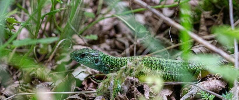 膳宿费 Guest House Rosenovi