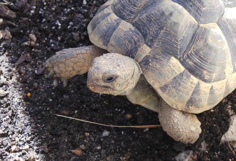 فندق Centre Algarve