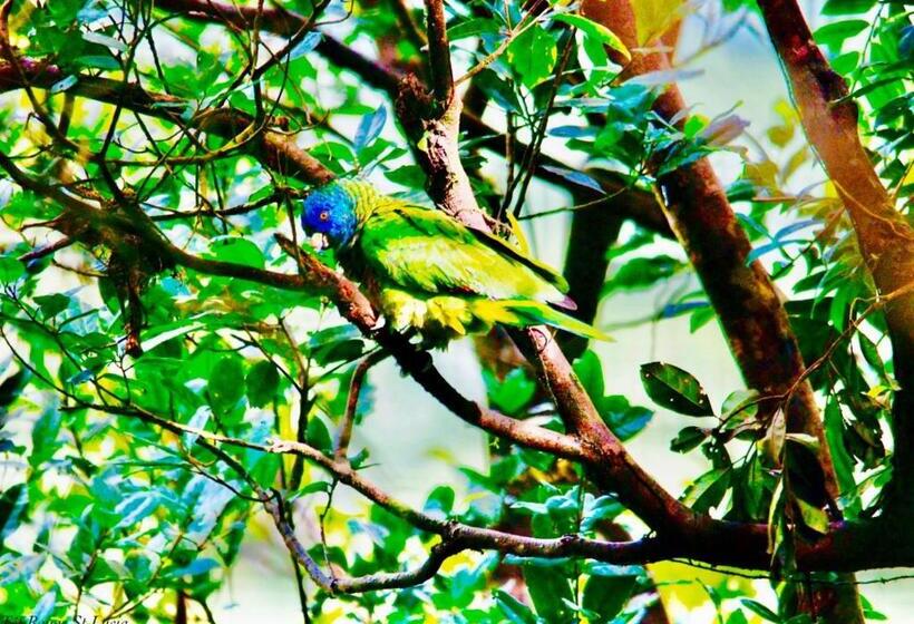 هتل Tet Rouge Resort