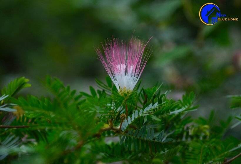 فندق New Blue Home