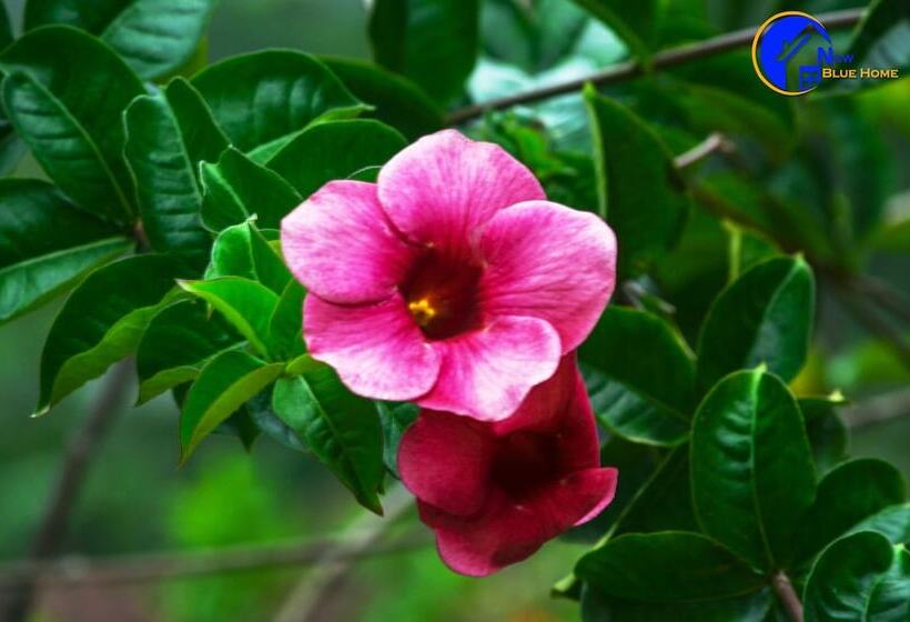 فندق New Blue Home